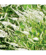 30 Einstein Sweet Pepperbush Seeeds Clethra Alnifolia Einstein Fresh Seeds - $256.81 MXN