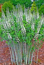 20 White False Indigo Seeds Baptisia Alba USA Shipping - £8.70 GBP