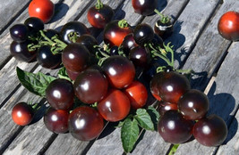 Tartufo Micro Dwarf Tomato Fresh Garden USA SELLER - £6.06 GBP