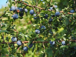 5 Drape Blueberry - 1 Quart SIZED PLANT Shipped Bare Root - £49.92 GBP