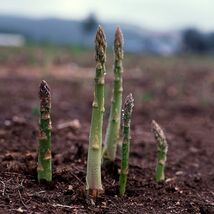 Asparagus Seeds, UC 157 F2, Hybrid, Most Popular Planting Asparagus, FRE... - $1.97+