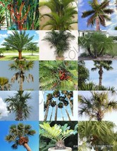 PALM TREE MIX rare palms fan exotic date florida areca hardy mixed seed 10 seeds - £7.98 GBP