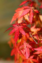 10 Seeds Japanese Maple Tree Acer Palmatum Red Orange - £13.39 GBP