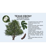 Texas Ebony Tree Ebenopsis Ebano Seeds & Pods - Desert Plant Grows Fast & Easy - $7.61 - $20.09