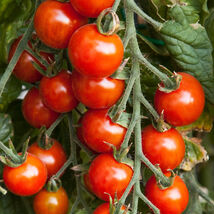 Small Red Cherry Tomato Seeds, NON-GMO, Variety Sizes, Garden Salad, FRE... - $1.97+