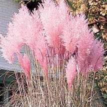 New Fresh Seeds Cortaderia Pampas Grass Pink Selloana Rosea - £11.97 GBP