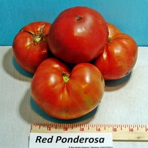 Ponderosa Red Tomato Garden Seeds Early Large Beefsteak Better Flavor Th... - £12.91 GBP