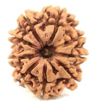 Super collector 9 mukhi rudraksha - 25.94 mm - Nepal - Lab Certified - $173.25