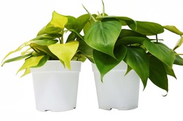 Philodendron Variety Pack - 4 Unique Pots Philodendron Houseplants - $44.49