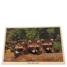 Postcard Three Little Coons Raccoons Animal Chrome Unposted - $89.48 MXN