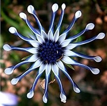 100 pcs African Blue Eyed Daisy Plant Easy Grow Osteospermum bonsais Cape Mix Fl - £8.63 GBP