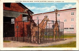 Giraffes Ringling Bros Winter Quarters Sarasota FL Florida VTG Postcard PM WOB - £4.63 GBP