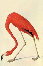Flamingo by John James Audubon #2 - Art Print - £17.23 GBP+