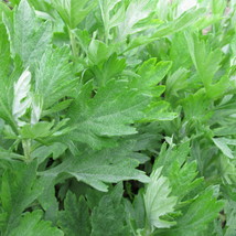 TISSEEDS Mugwort Seeds 500 Artemisia Vulgaris Medicinal Herb Heirloom  FAST SHIP - £6.90 GBP