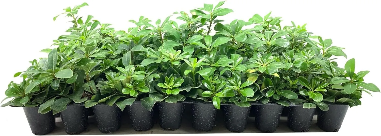 Compact Green Pittosporum Live Plants Pittosporum Tobira Shrub - £30.78 GBP