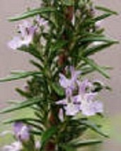 Hardy Rosemary Perennial Herb Starter Plant - £4.14 GBP