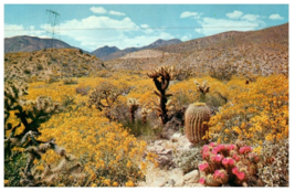 Wildflowers Of The Southwest Cactus Postcard - £5.49 GBP