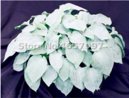 200  pcs Hosta Plants Perennials Plantain Flower Bonsai Rare Lily Flower White L - £4.46 GBP
