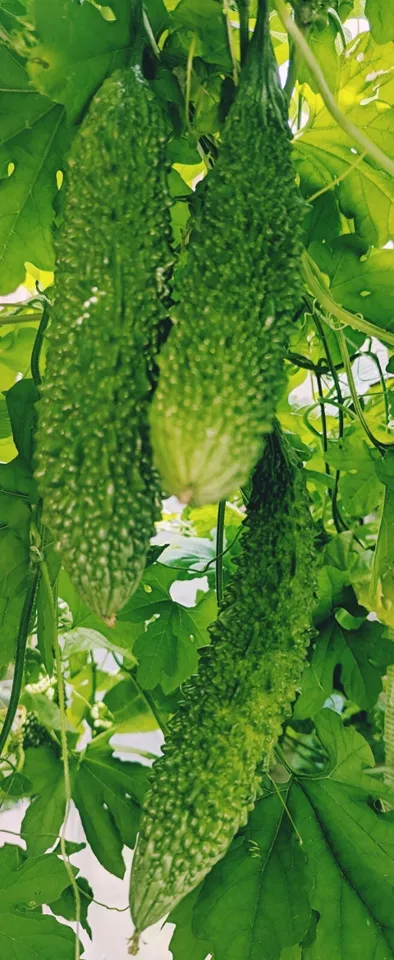 SR 5 Long Bitter Melon Bitter Gourd Seeds USA Seller - £7.23 GBP