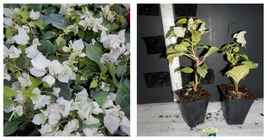 starter/plug plant Well Rooted SUNSTONE WHITE Live Bougainvillea Plant - £35.30 GBP