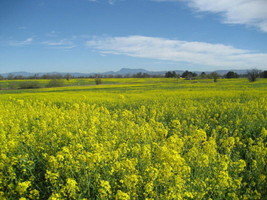 USA Store 900 Seeds Yellow Mustard Brassica Alba Vegetable HerbA Fast Ship - £7.22 GBP