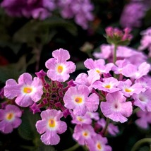 3 Purple Trailing Lantanas Live Plants Continuous Blooms in 2.5” Nursery... - $44.99