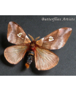 Rare Cute Saturn Moth Dirphiopsis Flora Real Framed Entomology Shadowbox... - $1,192.18 MXN