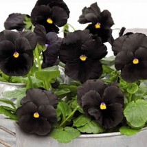 Pansy Seeds Atlas Black 25 Seeds Early Blooming   - £16.10 GBP