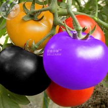 Fresh Seeds Rainbow Black Elephant Tomato Seeds - $9.44