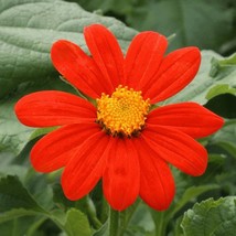 USA Seller Mexican Sunflower Seeds Tithonia Rotundifolia Red Torch Golden Huge T - £10.43 GBP