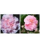 KING&#39;S RANSOM Camellia Japonica Live Well Rooted Starter Plant Soft Pink... - $65.63 CAD