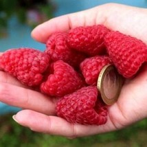 Jumbo Red Raspberry Bush Seeds Big Sweet US Seller Fast Shipping - $7.48