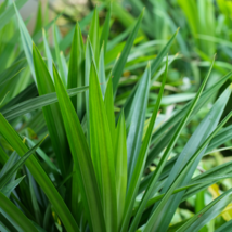 Fragrant Grass Annual Pandan Flower Potted Fragrant Spices DIY Home Gard... - $130.08 MXN