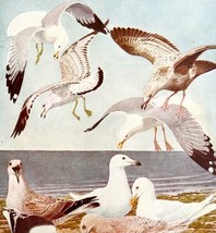 Gull And Seagull Varieties #1 1936 Bird Art Lithograph Color Plate Print... - £19.66 GBP