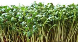 Curled Cress Seed, Sprouts, Heirloom, Organic 25+ Seeds, Broadleaf, Micro Greens - £1.55 GBP