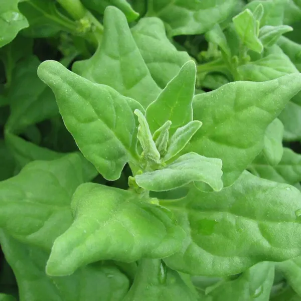 50 New Zealand Spinach Seeds Non Gmo Fresh Garden - £8.67 GBP