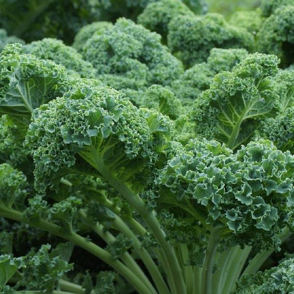 Vates Blue Scotch Kale Seeds Fresh Garden Seeds Fresh Seeds - $3.00
