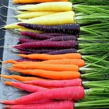 300 Rainbow Carrot Seeds Non-Gmo    - $4.00