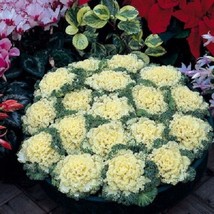 Ornamental Kale Seeds Nagoya White Flowering Kale 50 Seeds Fresh Seeds Gardening - £16.36 GBP