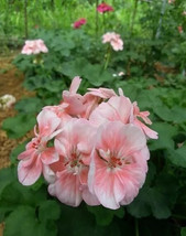 30 Geranium Seeds Pelargonium Seeds Hw96205 30 Fresh USA Shipping - $15.96