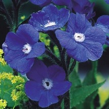 30+ Blue Anchusa Perennial Flower Seeds DeerRabbit Resistant, Drought Tolerant - £7.59 GBP