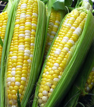 15+Sweet corn Seeds Peaches and Cream Hybrid Bicolor corn Full season Crop From  - £7.98 GBP