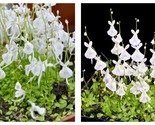 50 Seeds Utricularia Sandersonii White Fresh Garden - £27.47 GBP