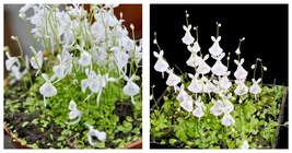 50 Seeds Utricularia Sandersonii White Fresh Garden - £27.92 GBP