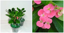 Euphorbia Pink Crown of Thorns Live Plant 4.5&quot; Pot Pink Flowers Bloom - C2 - £49.31 GBP