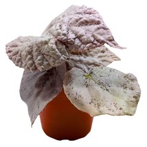 Begonia Rex &#39;Silver&#39; in a 4 inch Pot Large Leaf Variety - $18.49
