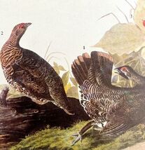 Spruce Grouse Bird 1946 Color Art Print John James Audubon Nature Antiqu... - $13.50