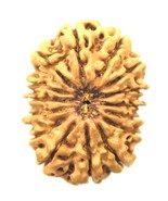 Super Collector Size 15 Mukhi Rudraksha - Nepal bead - 32.61 mm - Lab Ce... - $16,623.02 MXN