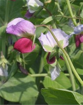 Austrian Winter Pea Caley Flower Pisum Sativum Ground Cover Crop Legume 50 Seeds - £7.49 GBP