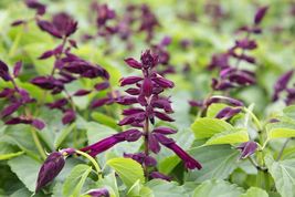 FREE SHIPPING 50 Wine Salvia Seeds Flower Seed Perennial Flowers - £12.69 GBP